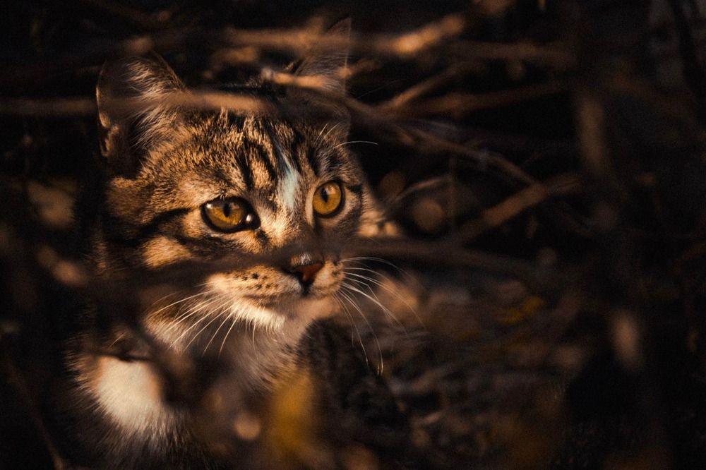 Фотография автора Наталья Лаврова
