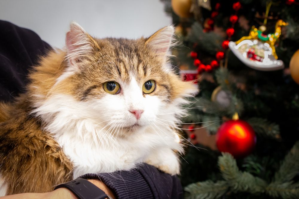 Photograph by Сергей Бойко