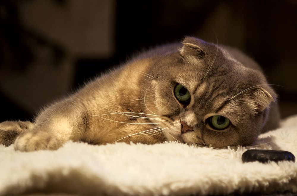 Фотография автора Андрей Неденко