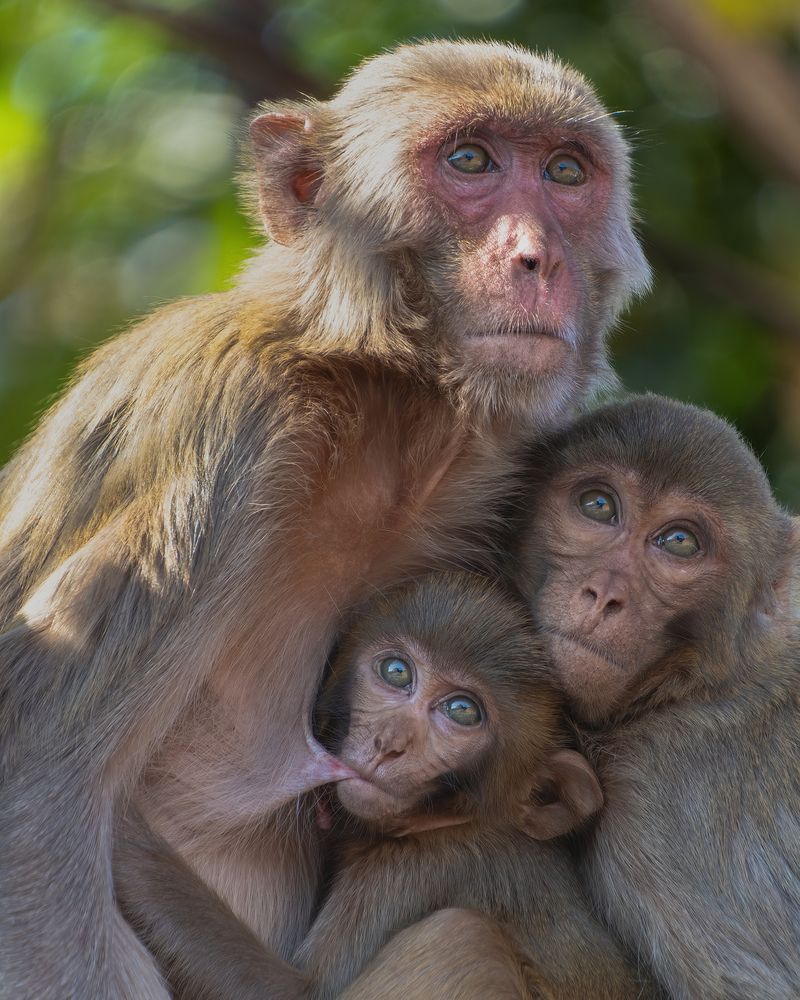 Bound by Love: A Moment of Primate Togetherness.