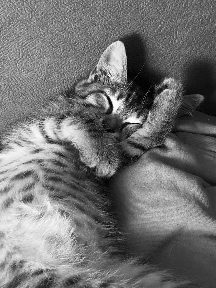 Фотография автора Светлана Гончарова