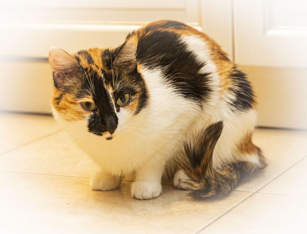 Фотография автора Каргин Валерий