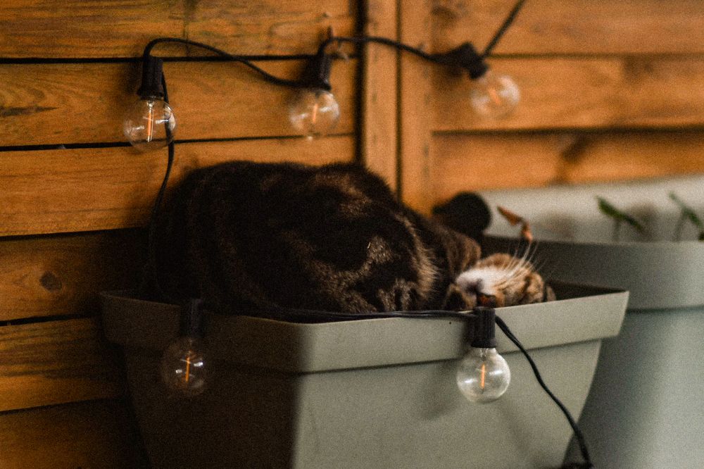 Фотография автора Katherine Mils