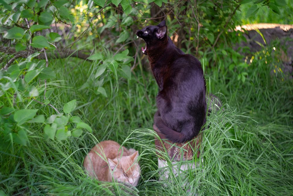 Распевка перед концертом.