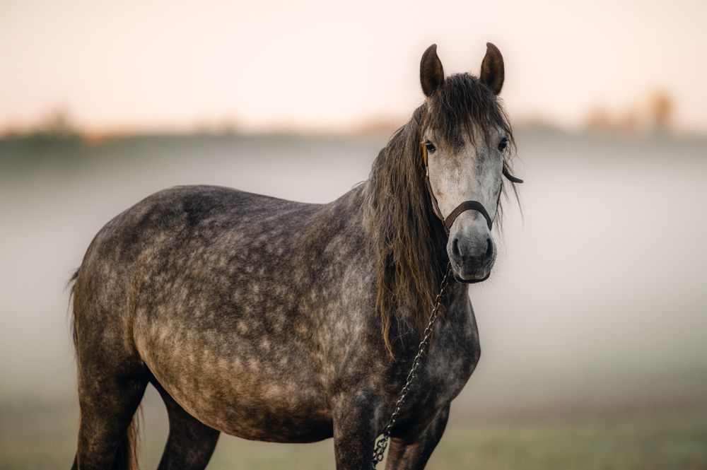 Фотография автора Oleg Suhenko