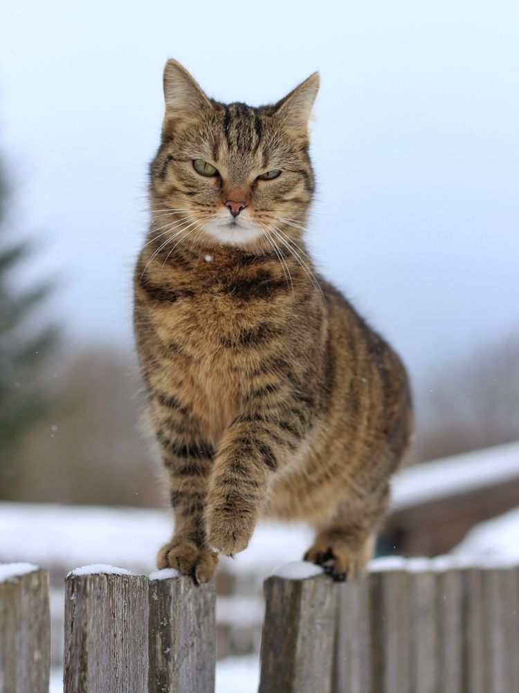 Фотография автора Андрей Шестаков
