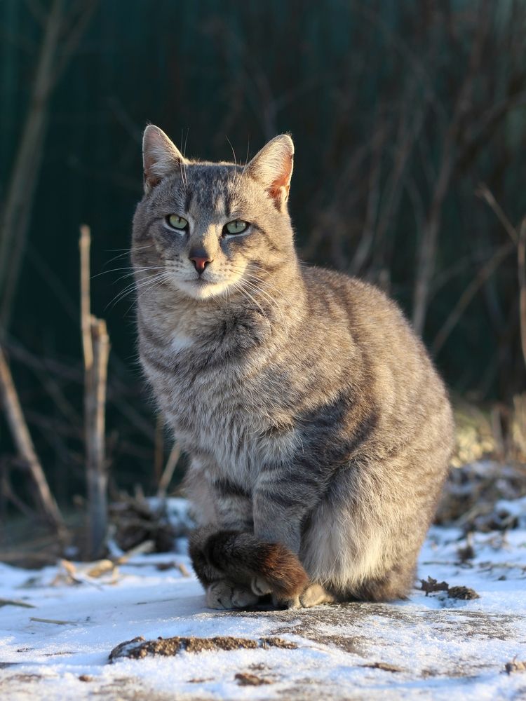 Фотография автора Андрей Шестаков