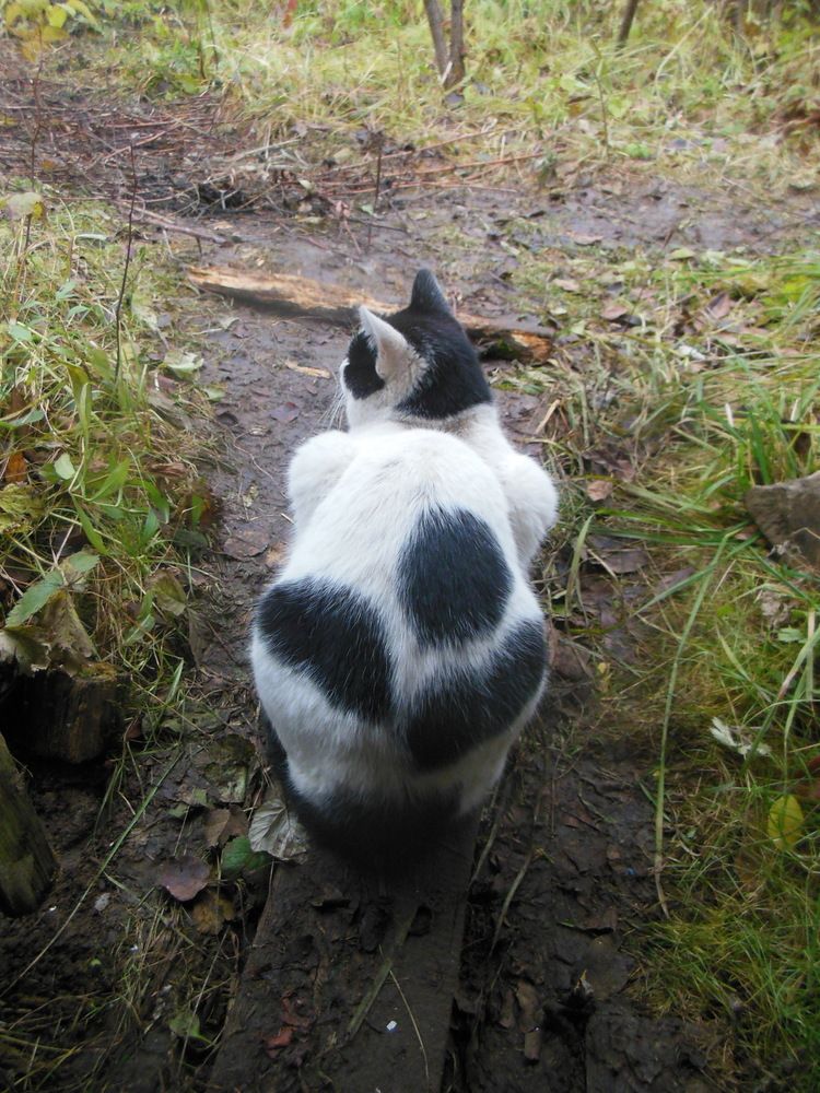 Фотография автора Клавдия Васильева