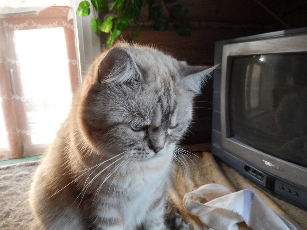 Фотография автора Клавдия Васильева