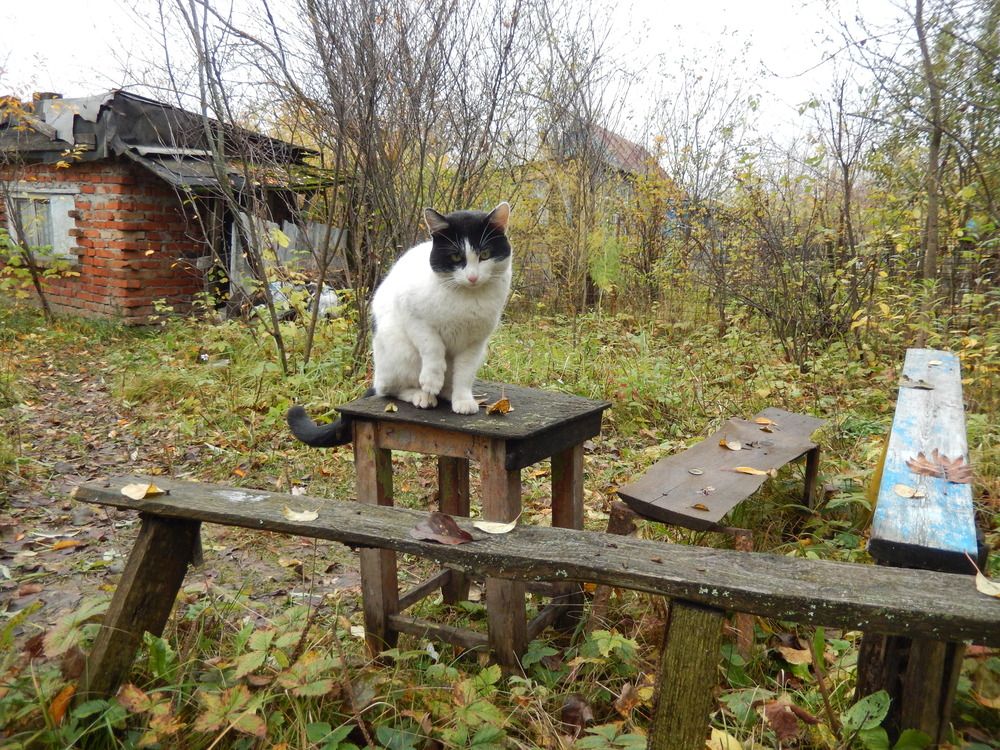 Фотография автора Клавдия Васильева