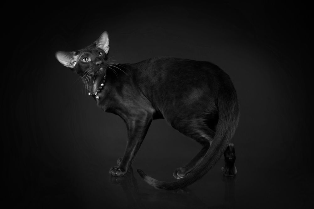 Photograph by Стрижаченко Инга