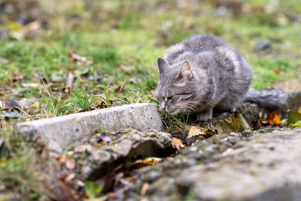 Photograph by Natali Stroganova
