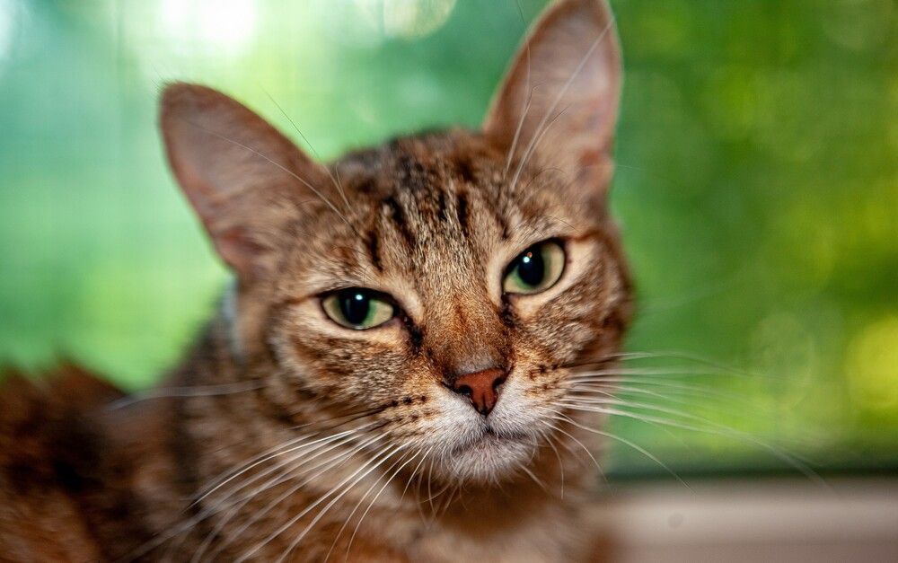 Photograph by Юлия Писарева