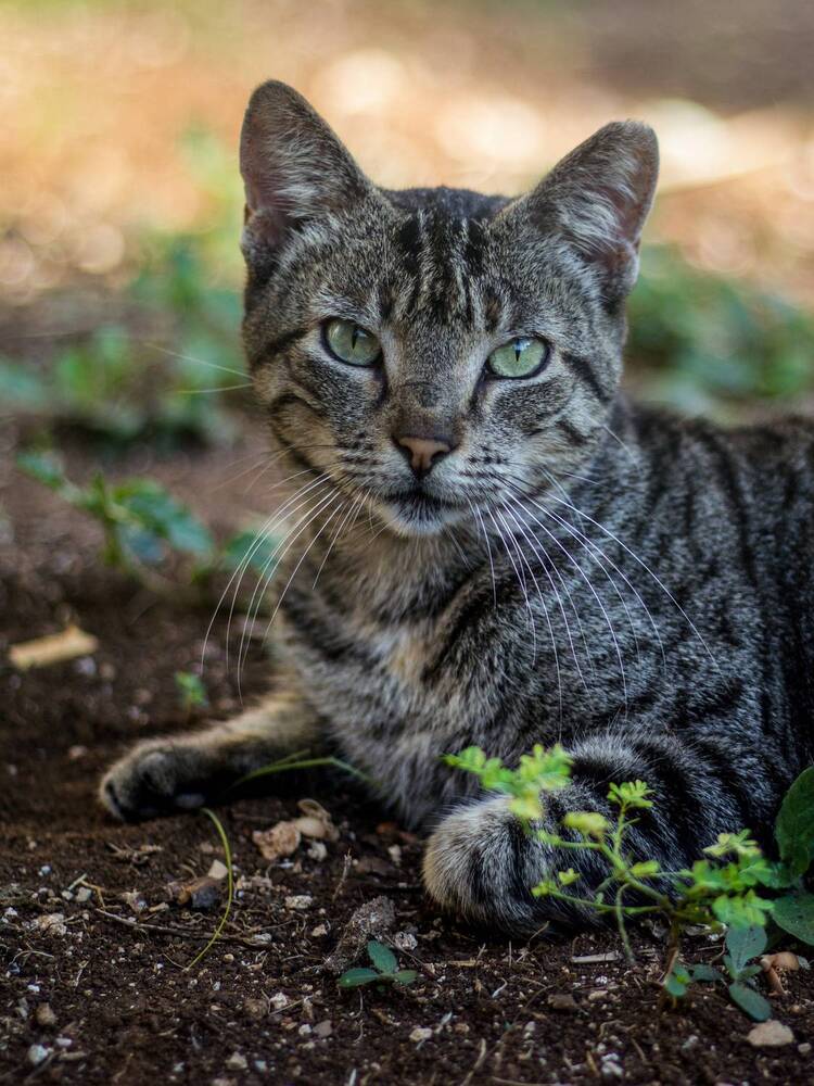 Photograph by Evelyn Carnot Montes