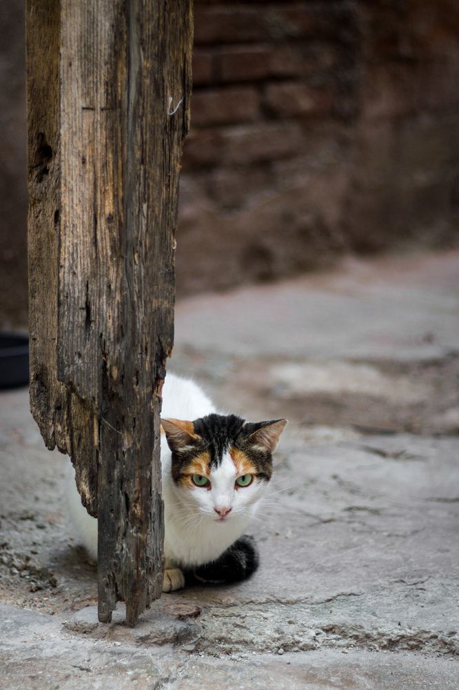 Photograph by Evelyn Carnot Montes