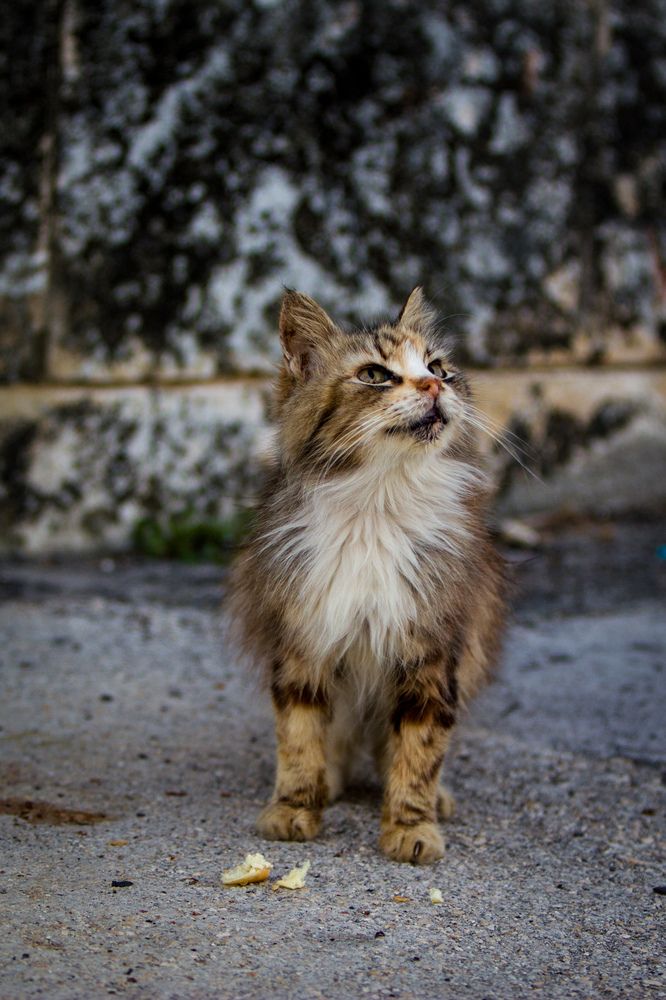 Photograph by Evelyn Carnot Montes