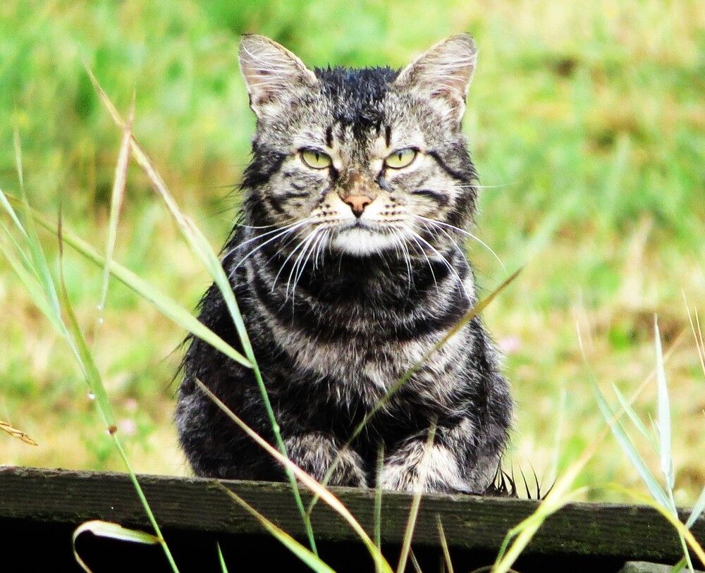 Photograph by Лариса Басова