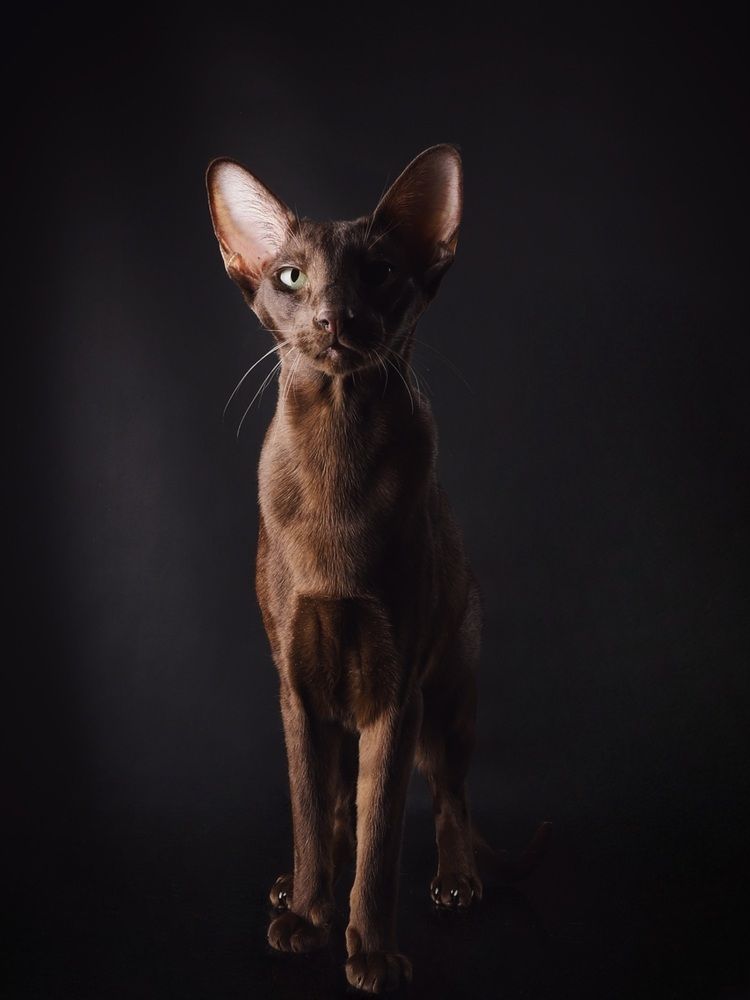 Photograph by Альвина Кузнецова