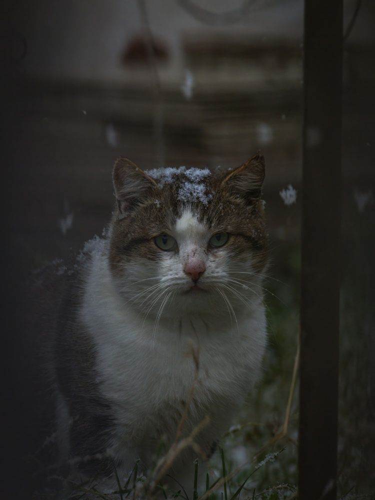 Photograph by Хабаров Сергей