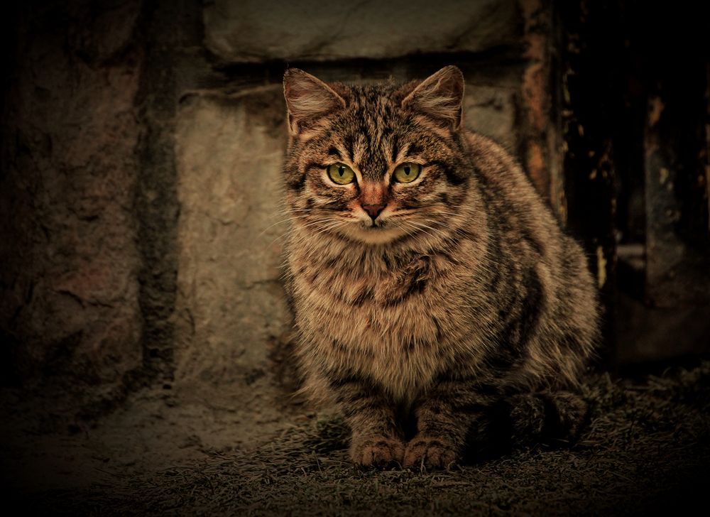 Photograph by hasan sorena jouri