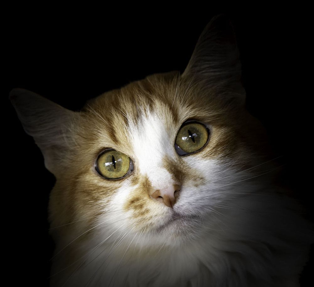 Фотография автора Ray Asiala