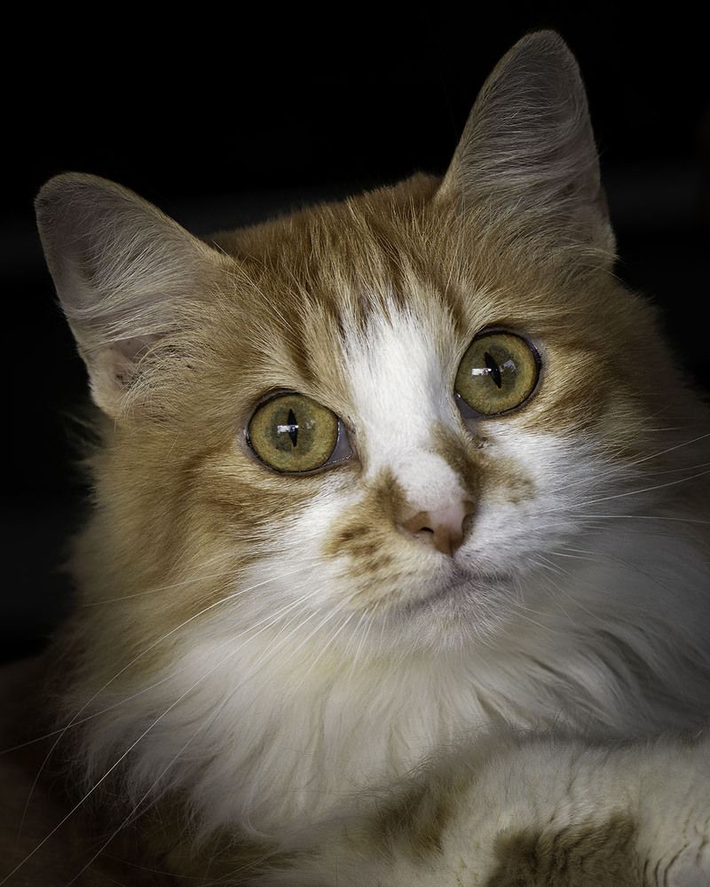 Фотография автора Ray Asiala