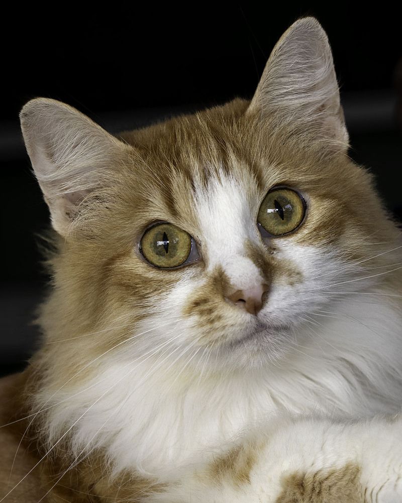 Фотография автора Ray Asiala