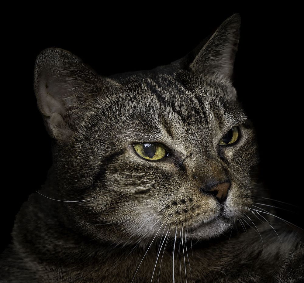 Фотография автора Ray Asiala