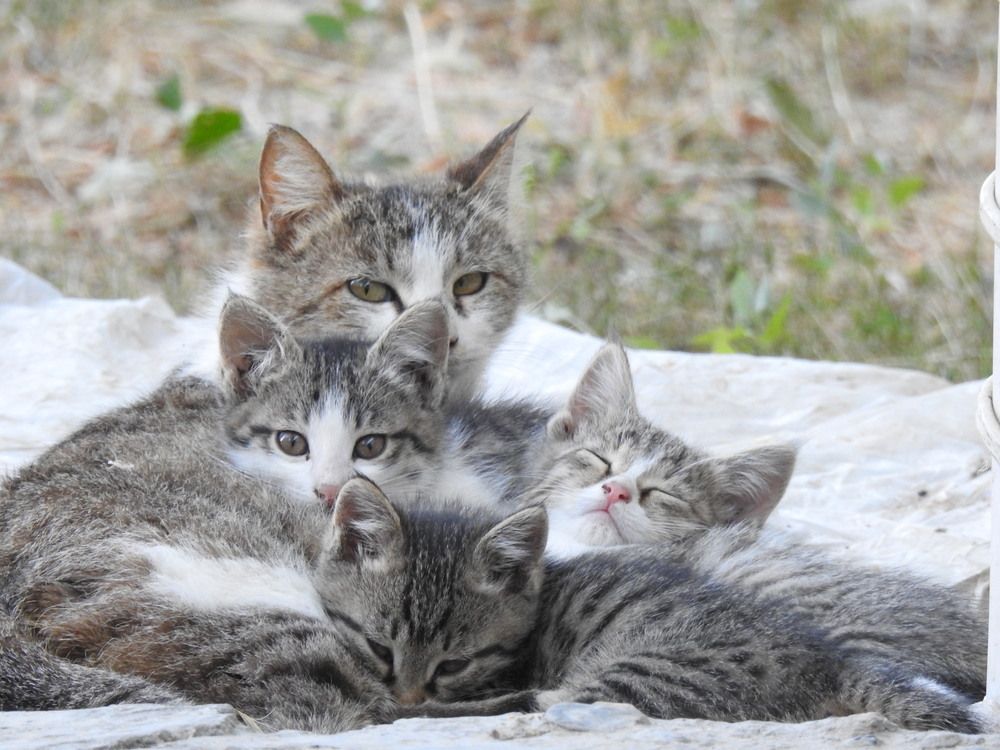 Фотография автора Shavkat Tojiyev
