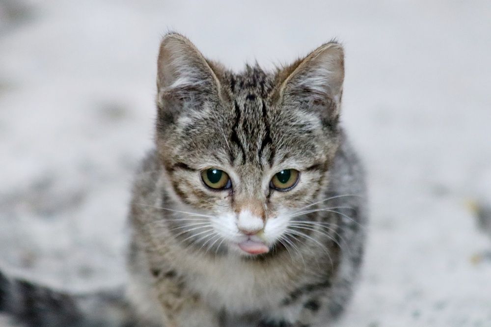 Photograph by Tigran