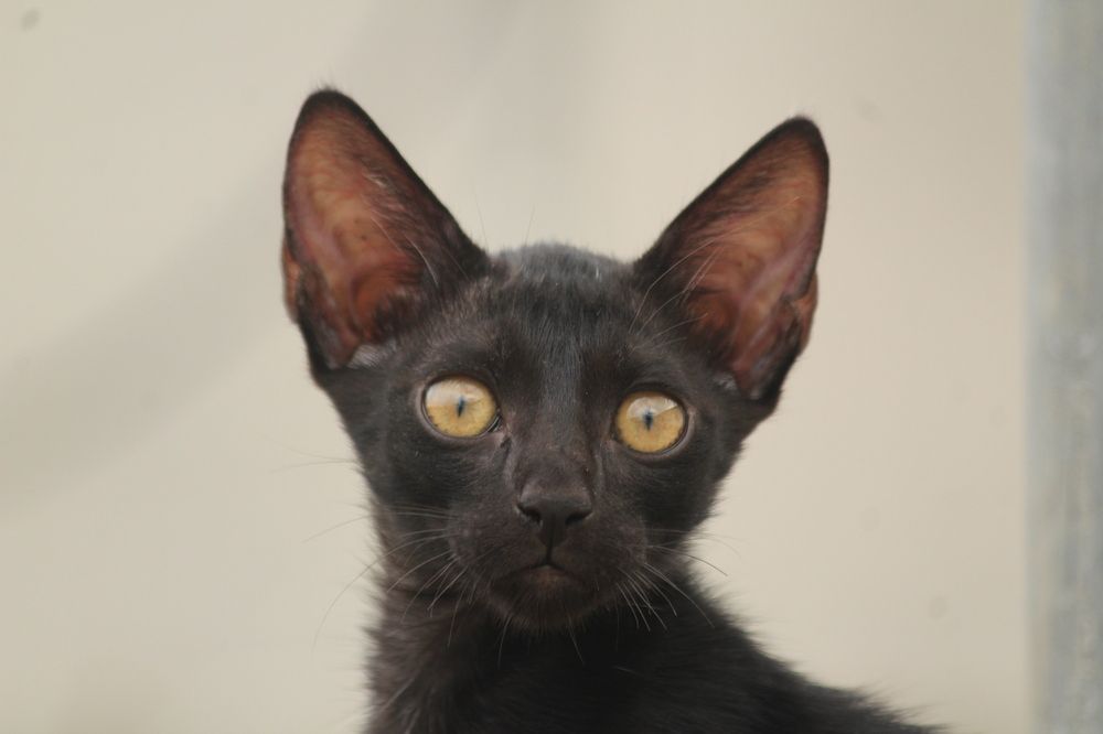 Photograph by Sharad vadoliya