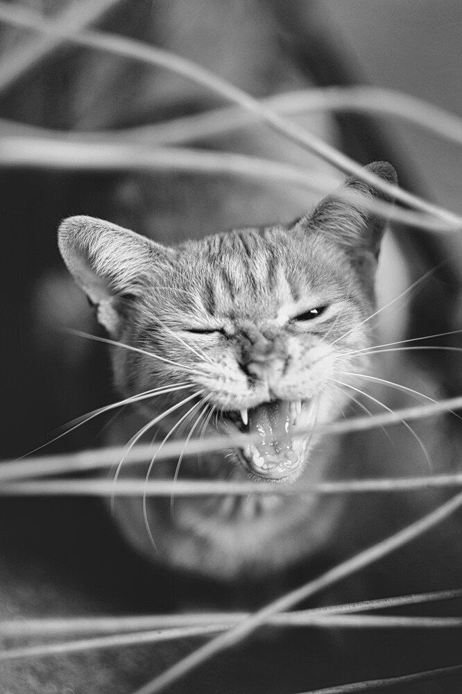 Photograph by Yu Ko