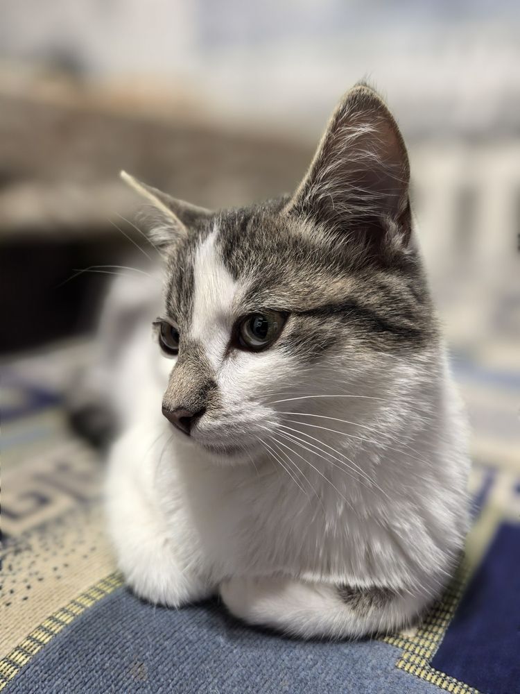 Фотография автора Александр Сипаров