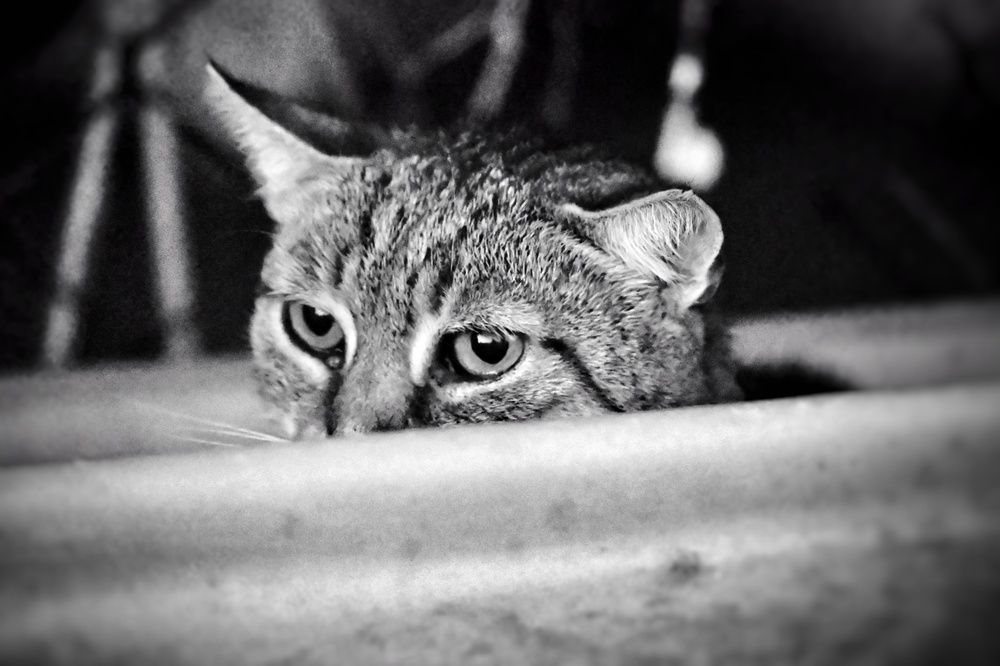 Photograph by Stella Szpinek