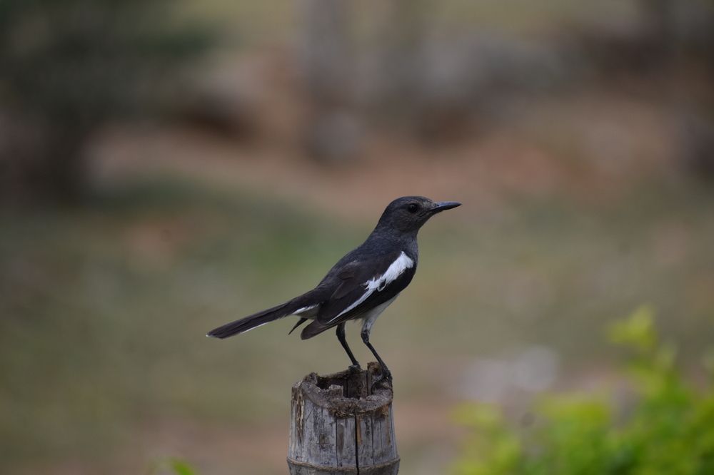 Photograph by RAJA HO
