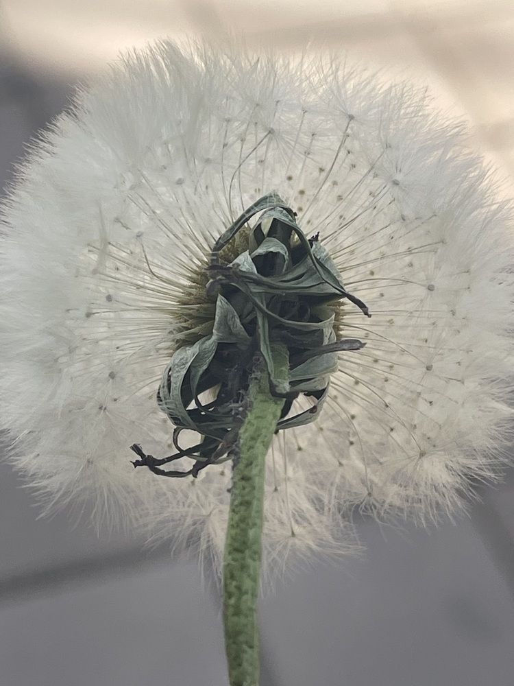 Photograph by Dasha Sew