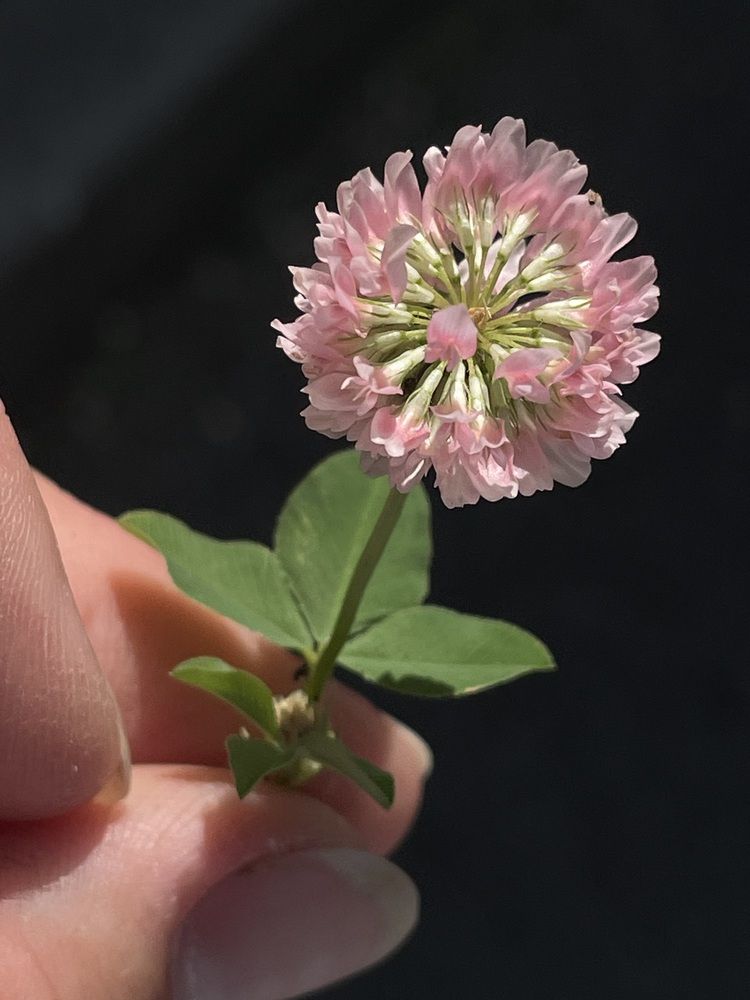 Photograph by Dasha Sew