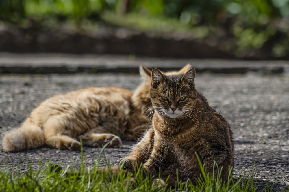 Photograph by Victoria Mogulyan