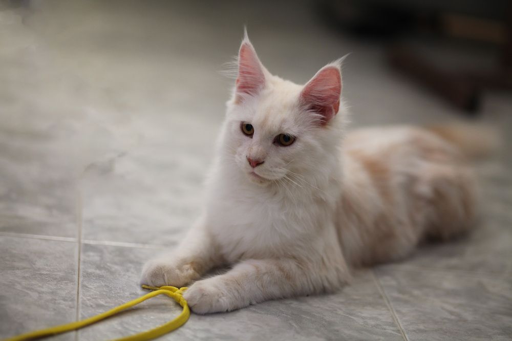 Photograph by Lada Tregubov