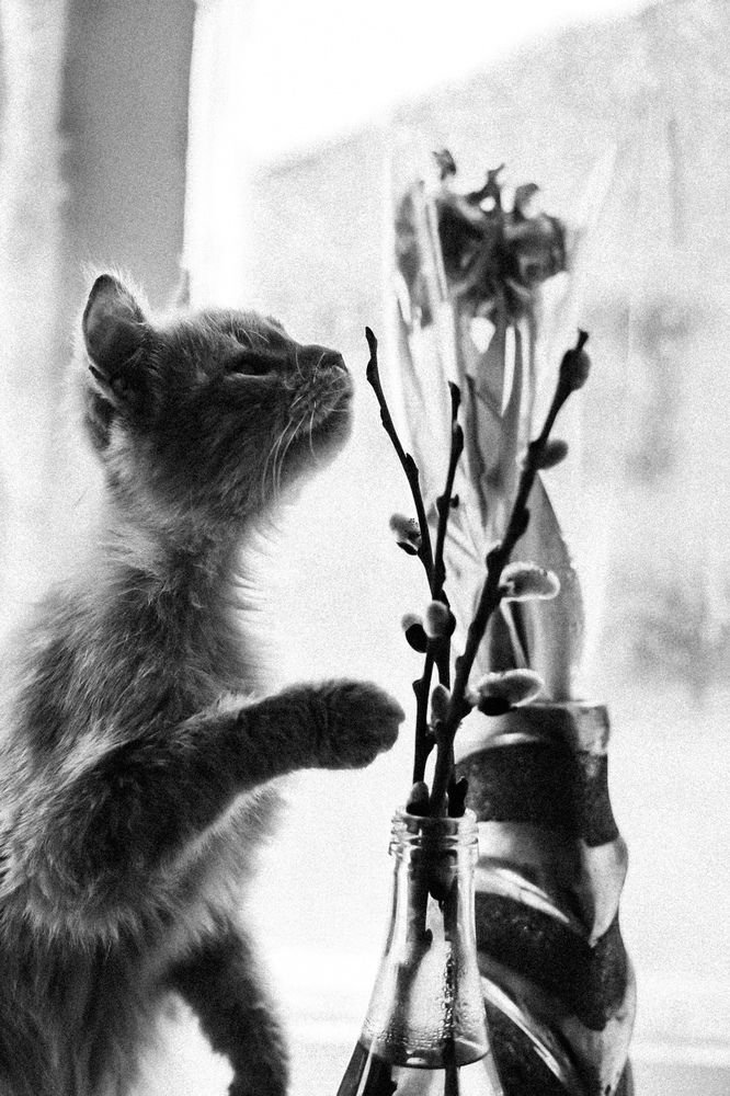 Photograph by Руслана Ковалевская