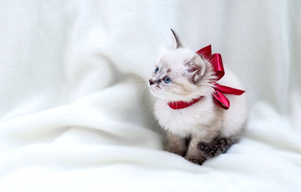 Photograph by Елена Смирнова