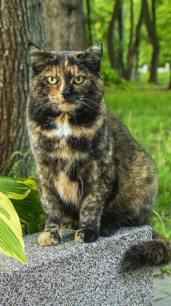 Фотография автора Роман Чернышов