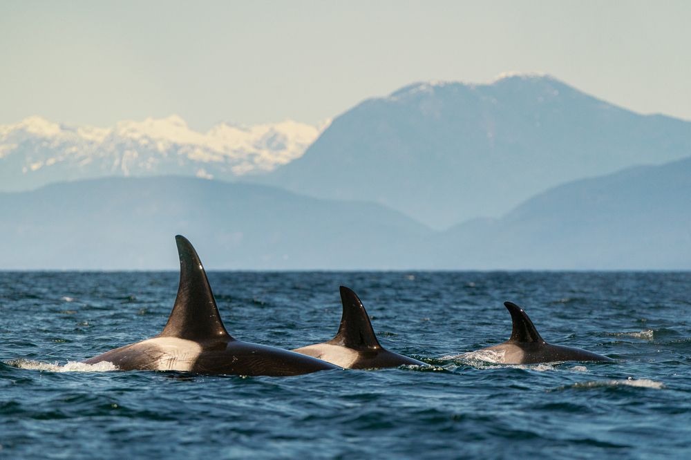 Photograph by Himanshu Arora