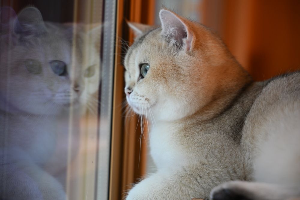 A face I couldn\'t capture