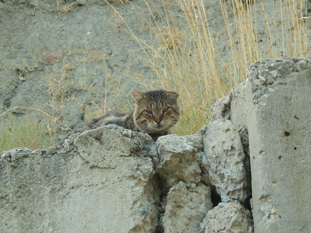 Photograph by Tanivsv