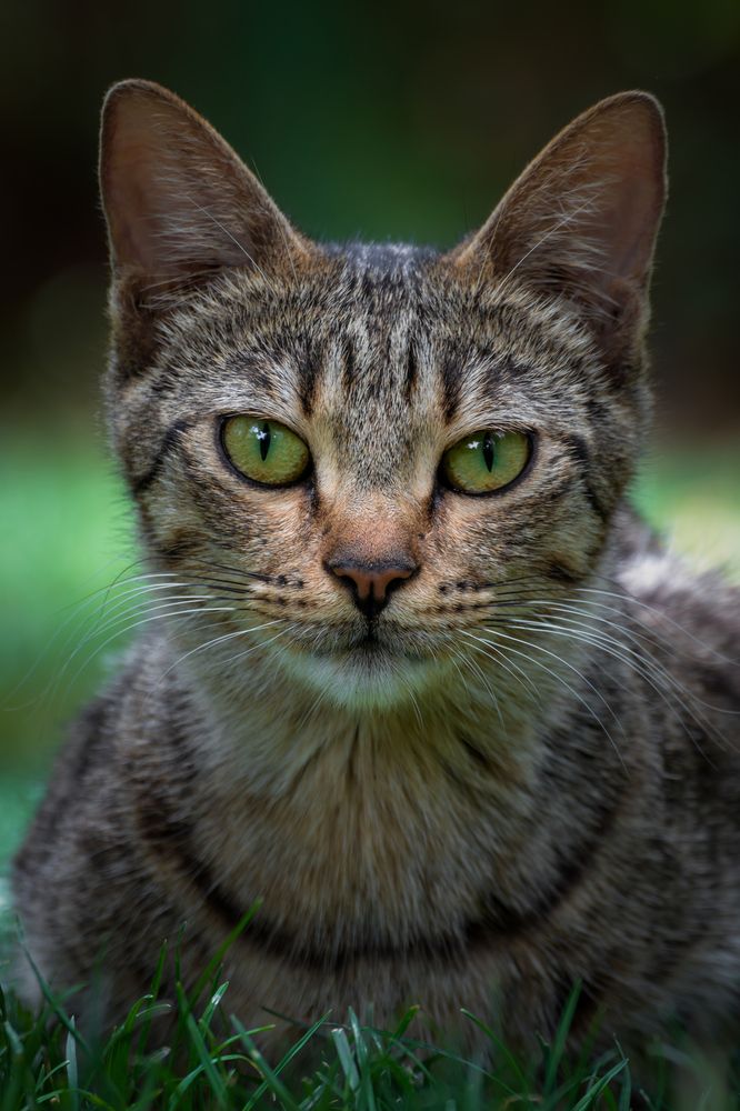 Photograph by Mahdi Reihani Bozorg