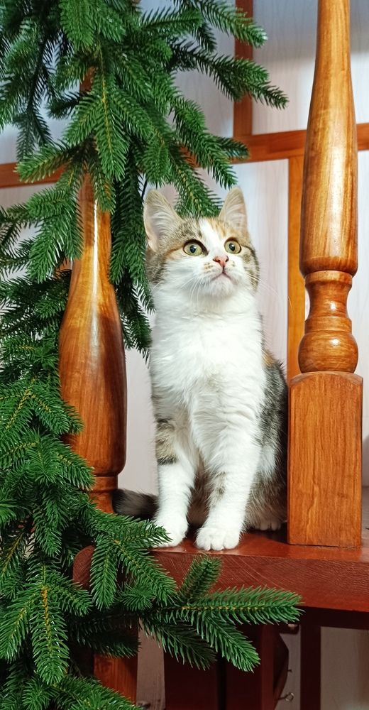 Фотография автора Светлана Анатольевна Чернышова