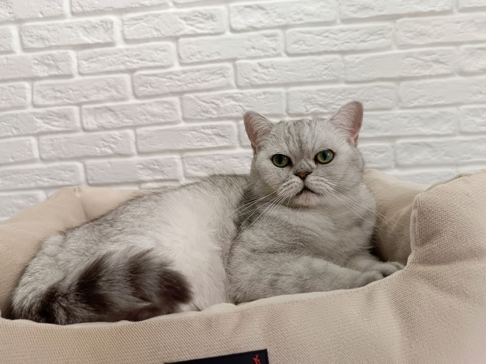 Фотография автора Андрей Занкович