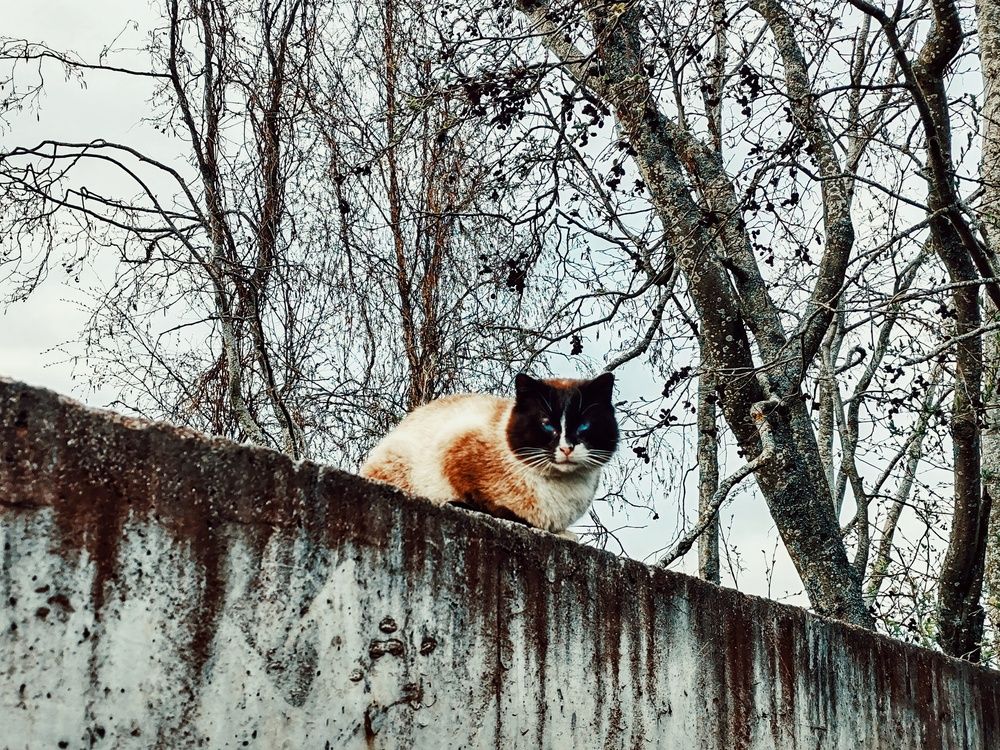 Photograph by Дайана