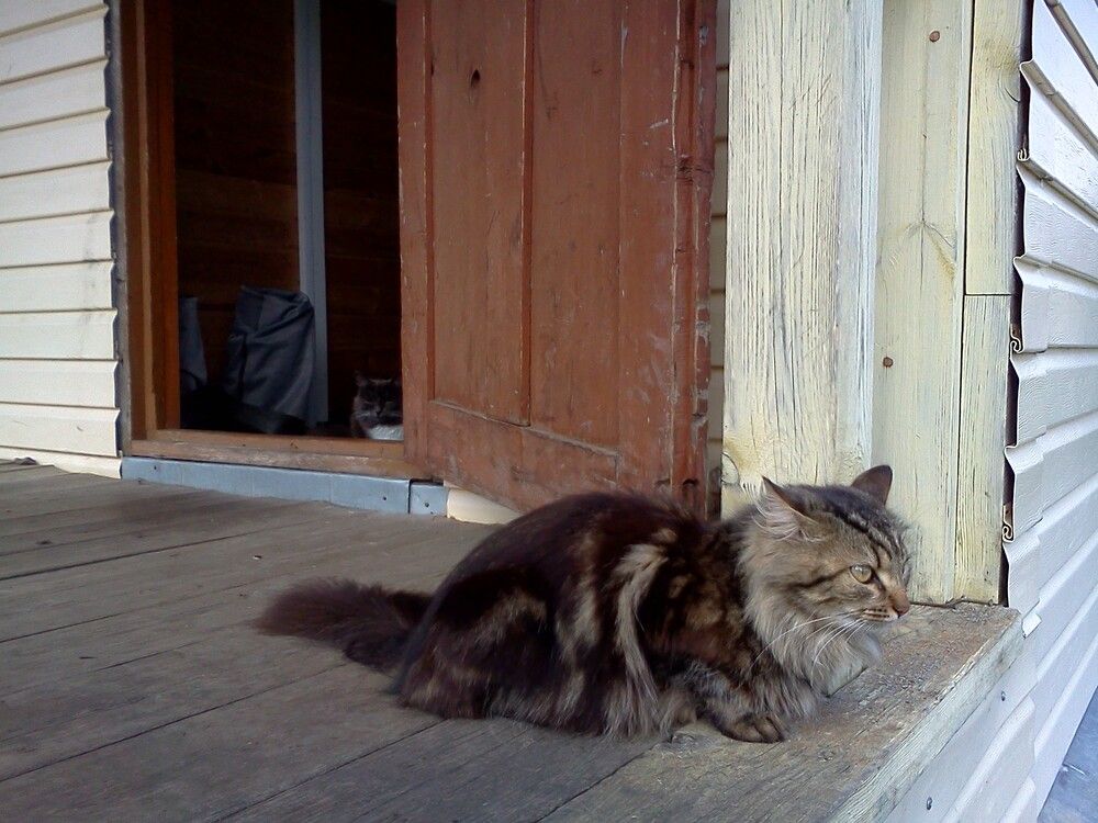 Photograph by карякина мария